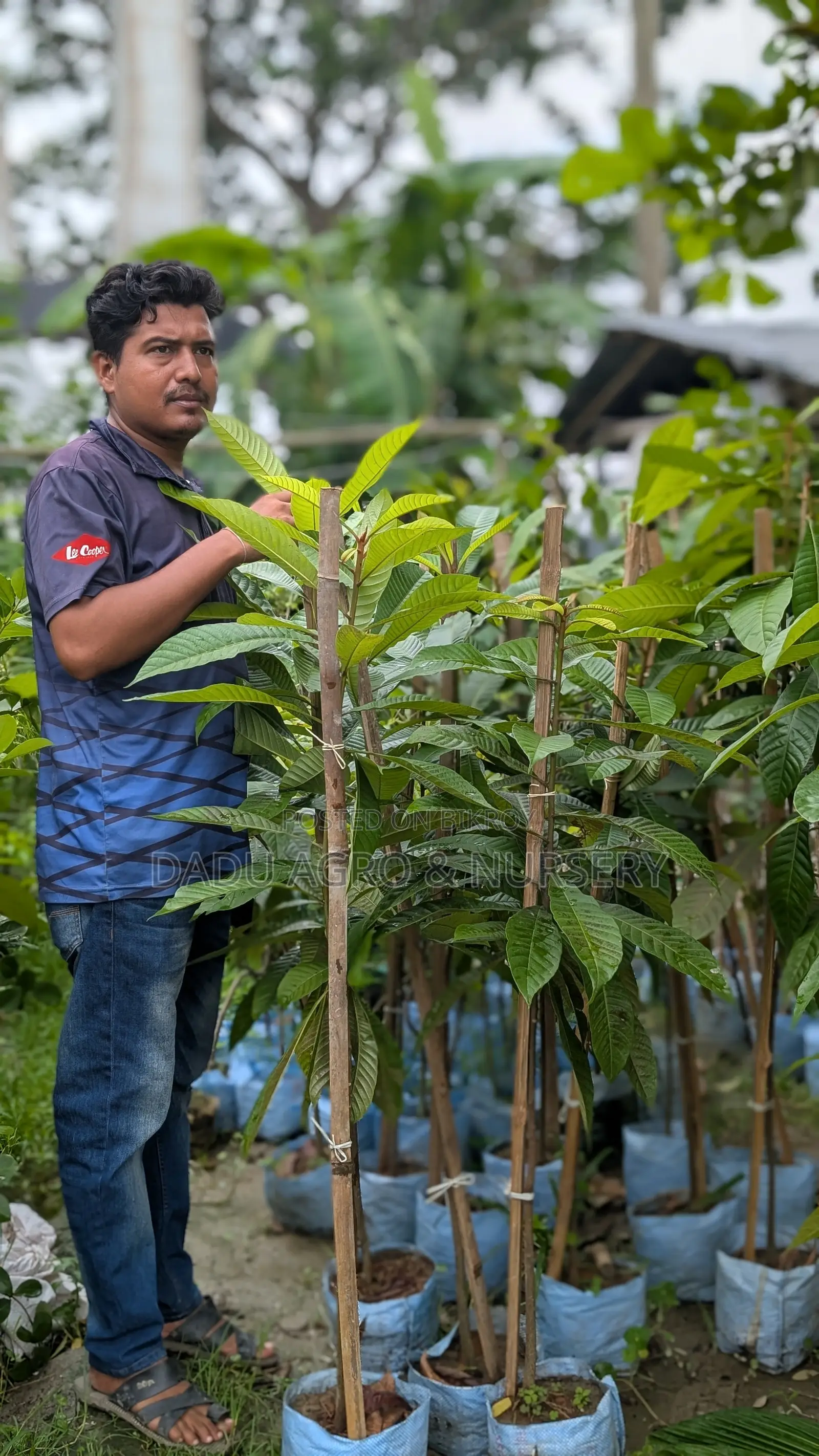 **স্বপ্নের বাগানের জন্য খুঁজছেন অরিজিনাল ও মানসম্মত ফলের চারা?