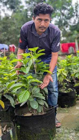 **স্বপ্নের বাগানের জন্য খুঁজছেন অরিজিনাল ও মানসম্মত ফলের চারা?