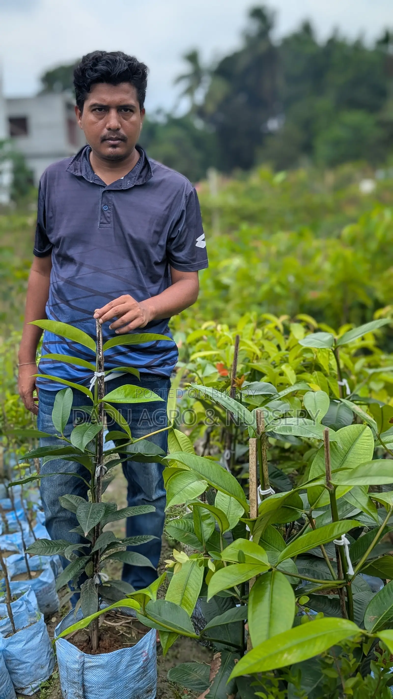 **স্বপ্নের বাগানের জন্য খুঁজছেন অরিজিনাল ও মানসম্মত ফলের চারা?