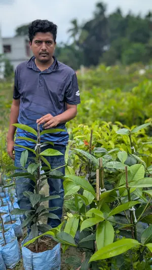 **স্বপ্নের বাগানের জন্য খুঁজছেন অরিজিনাল ও মানসম্মত ফলের চারা?