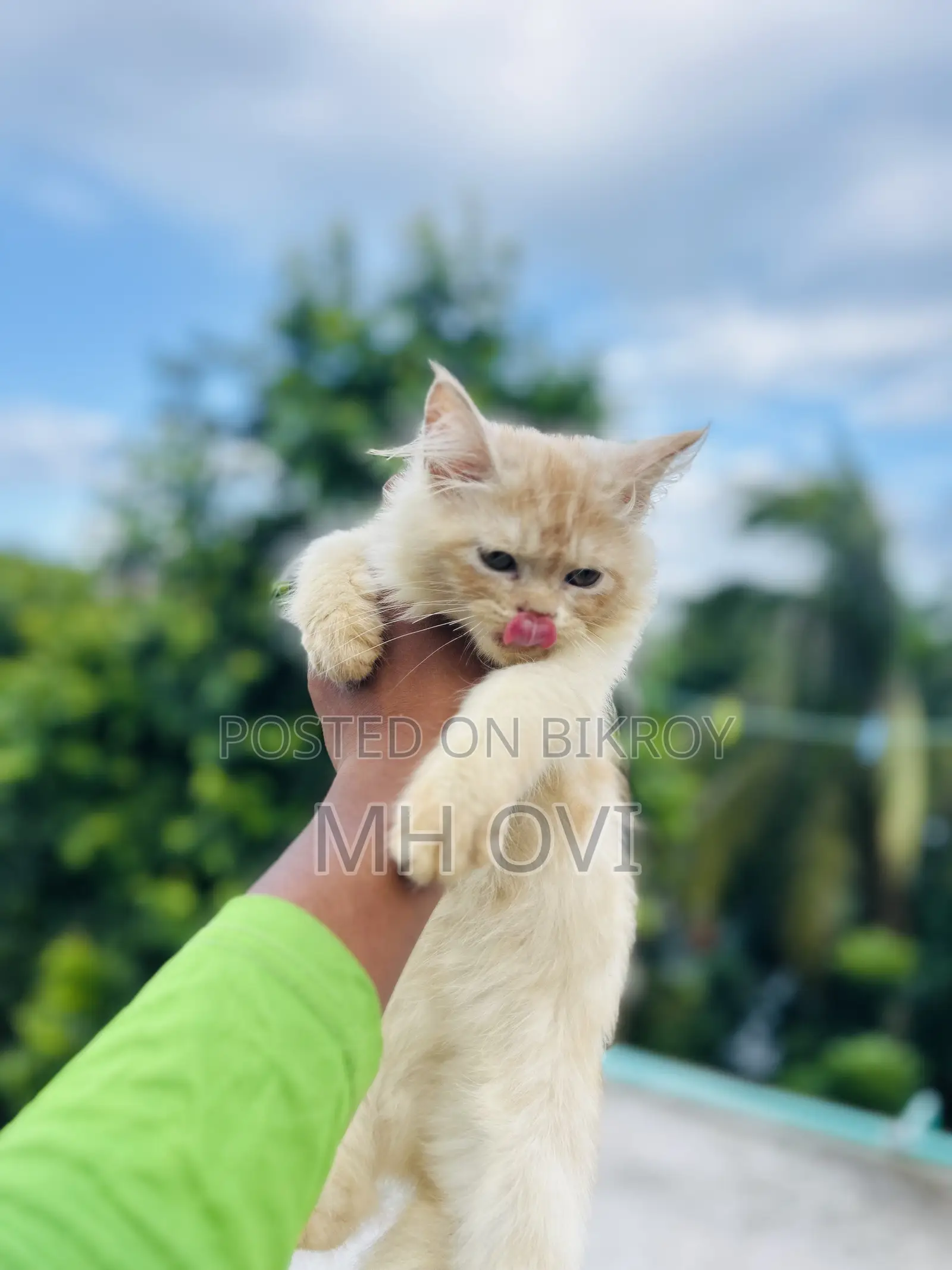 3-6 months Female Purebred Persian