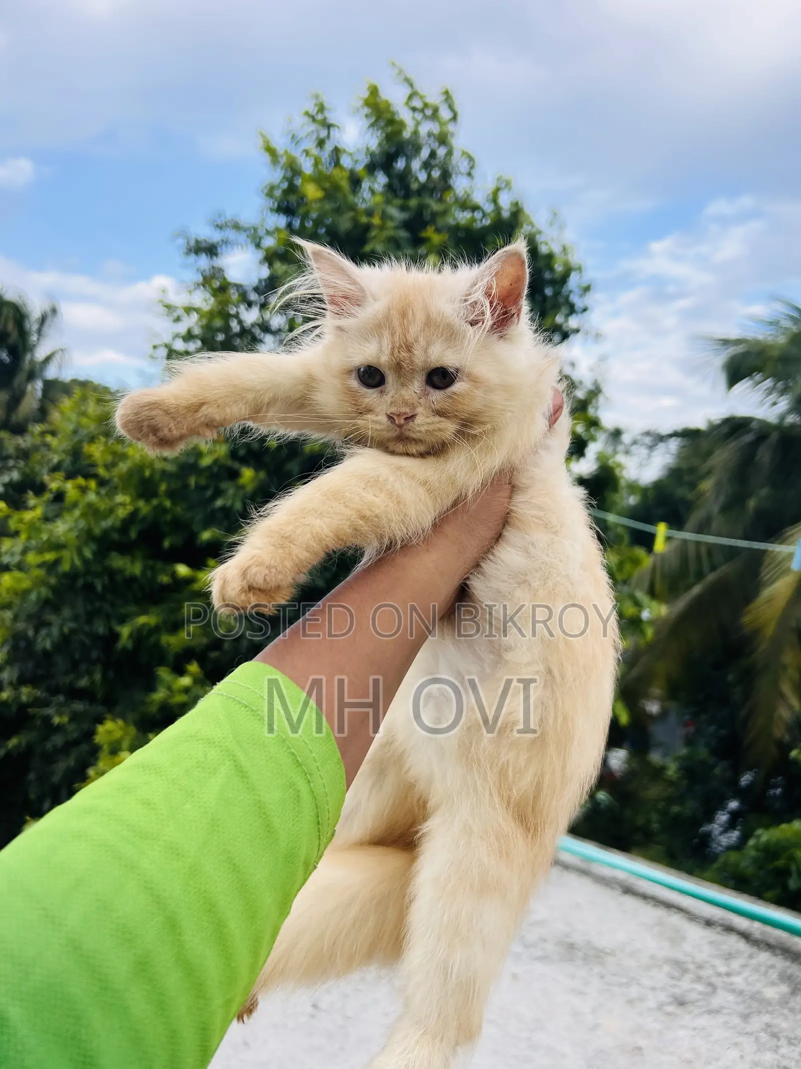 3-6 months Female Purebred Persian