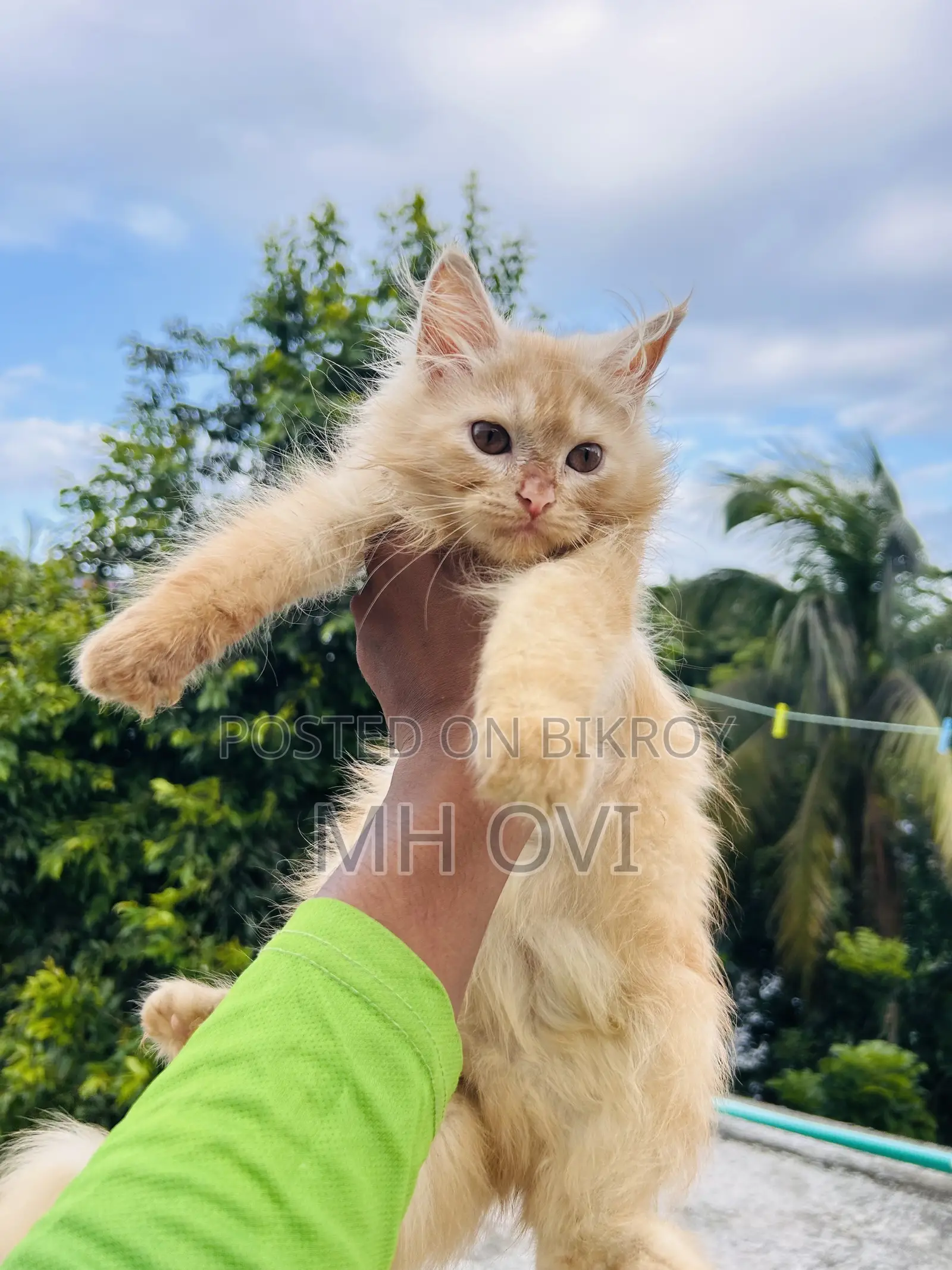 3-6 months Female Purebred Persian