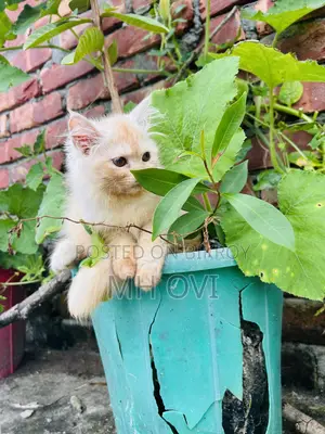 3-6 months Female Purebred Persian