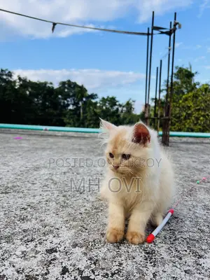 3-6 months Female Purebred Persian