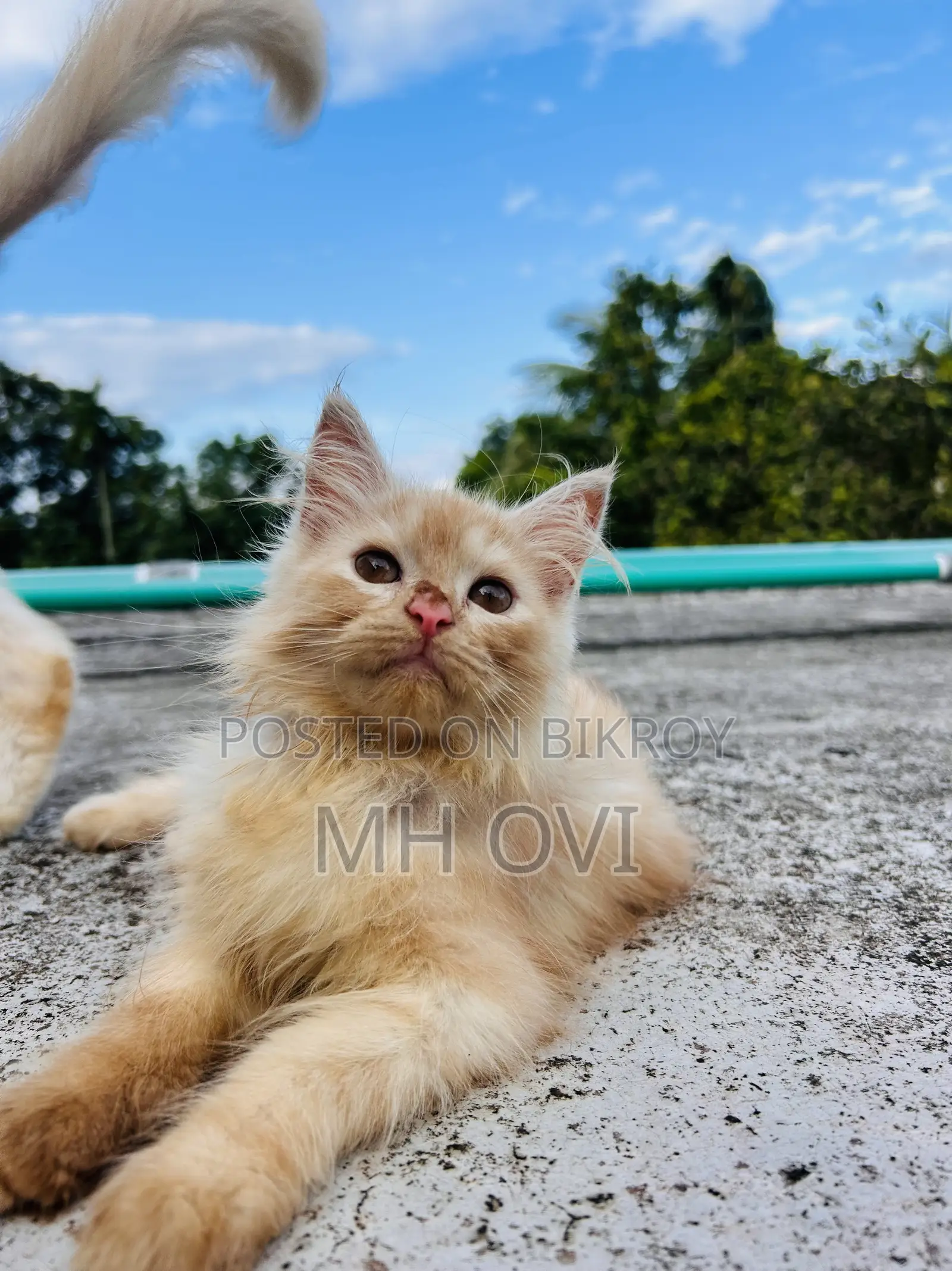 3-6 months Female Purebred Persian