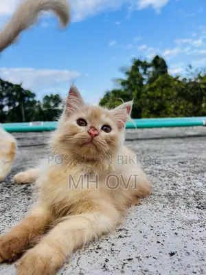 3-6 months Female Purebred Persian