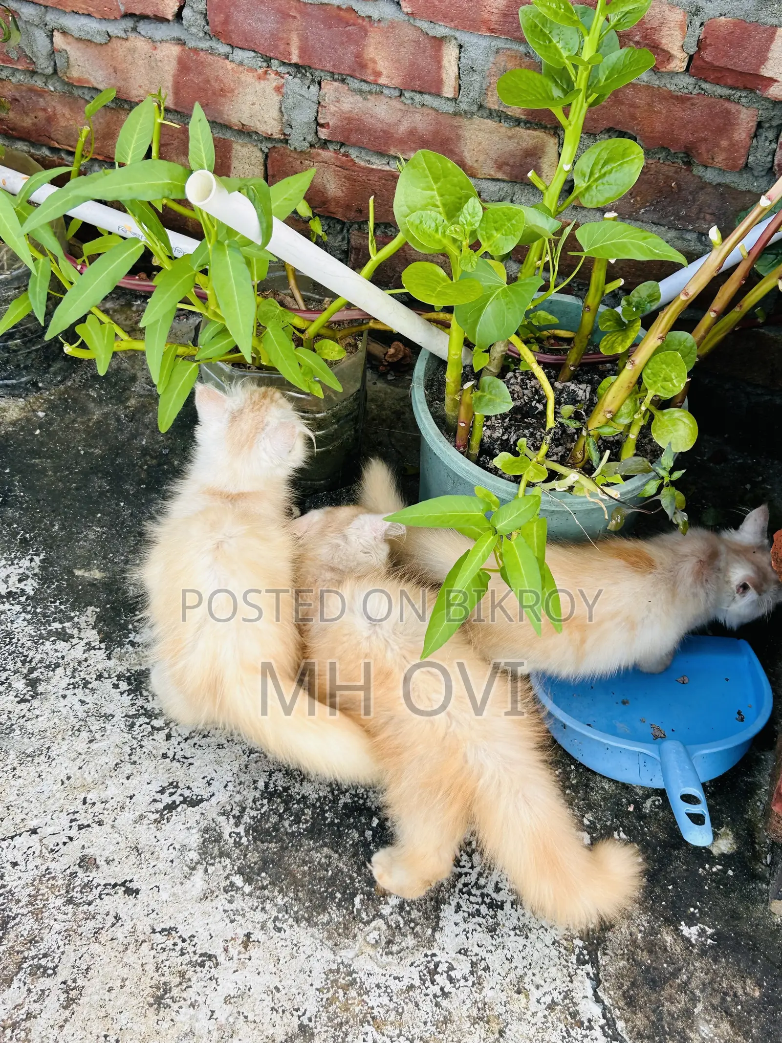 3-6 months Female Purebred Persian