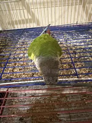 সুপার টেম কনুর