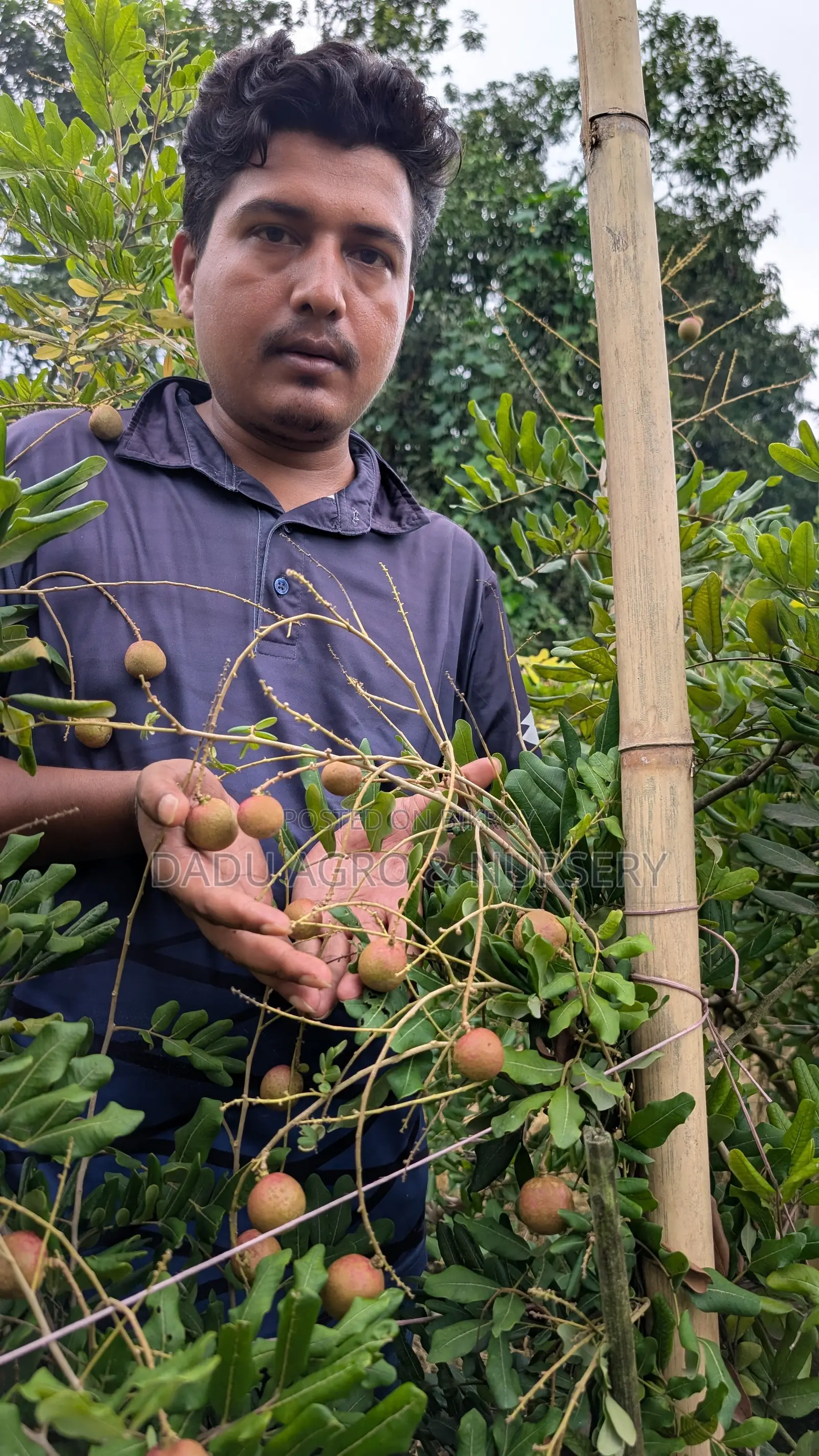 পিংপং লংগান বাগানে লাগান লংগানের আকর্ষণীয় জাত!
