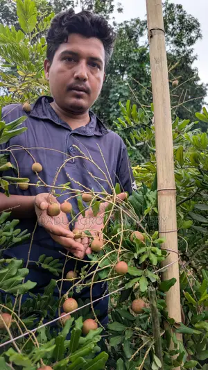 পিংপং লংগান বাগানে লাগান লংগানের আকর্ষণীয় জাত!
