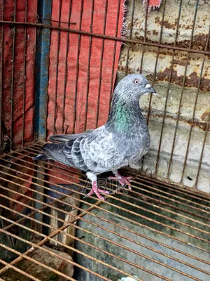 Silver Nor Kobutor সিলবার কবুতর /Pigeon