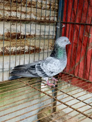 Silver Nor Kobutor সিলবার কবুতর /Pigeon
