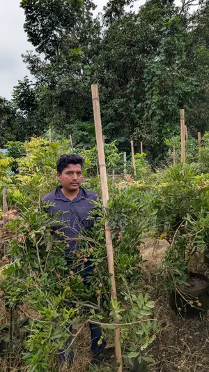 পিংপং লংগান বাগানে লাগান লংগানের আকর্ষণীয় জাত!