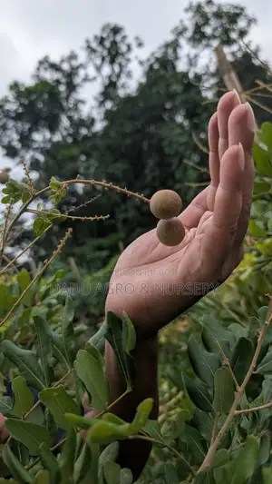 পিংপং লংগান বাগানে লাগান লংগানের আকর্ষণীয় জাত!