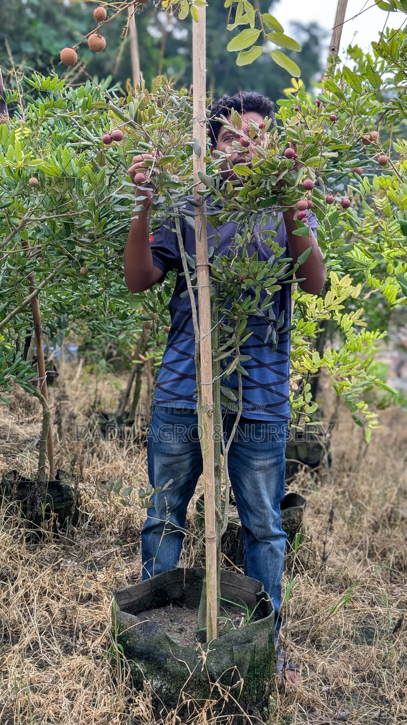 পিংপং লংগান বাগানে লাগান লংগানের আকর্ষণীয় জাত!