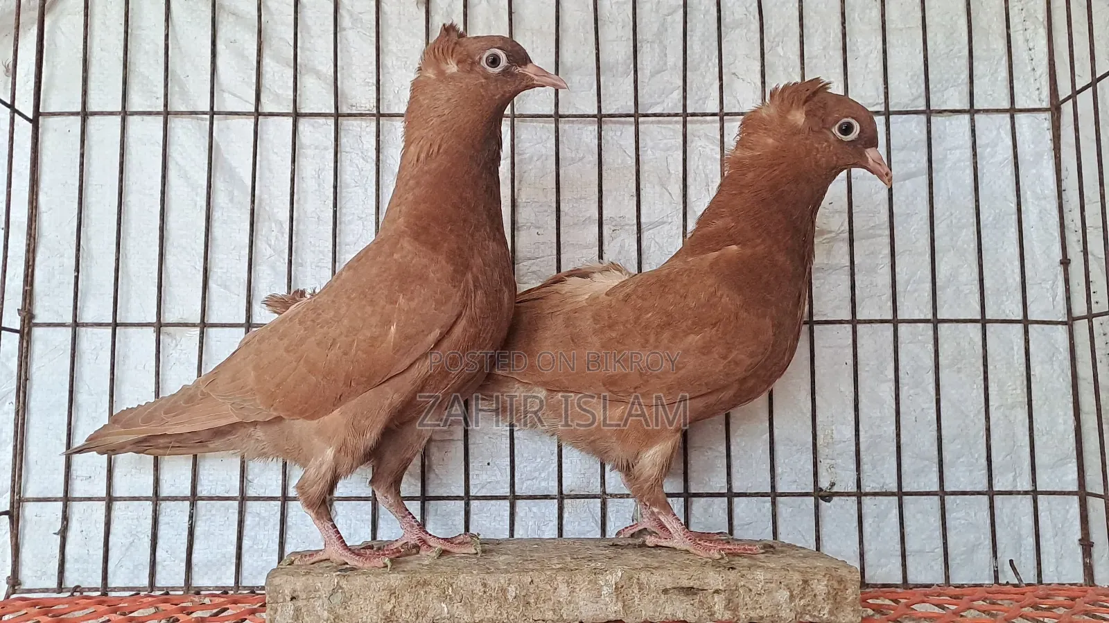 কবুতর বিক্রি করা হবে।