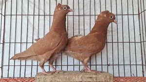 কবুতর বিক্রি করা হবে।