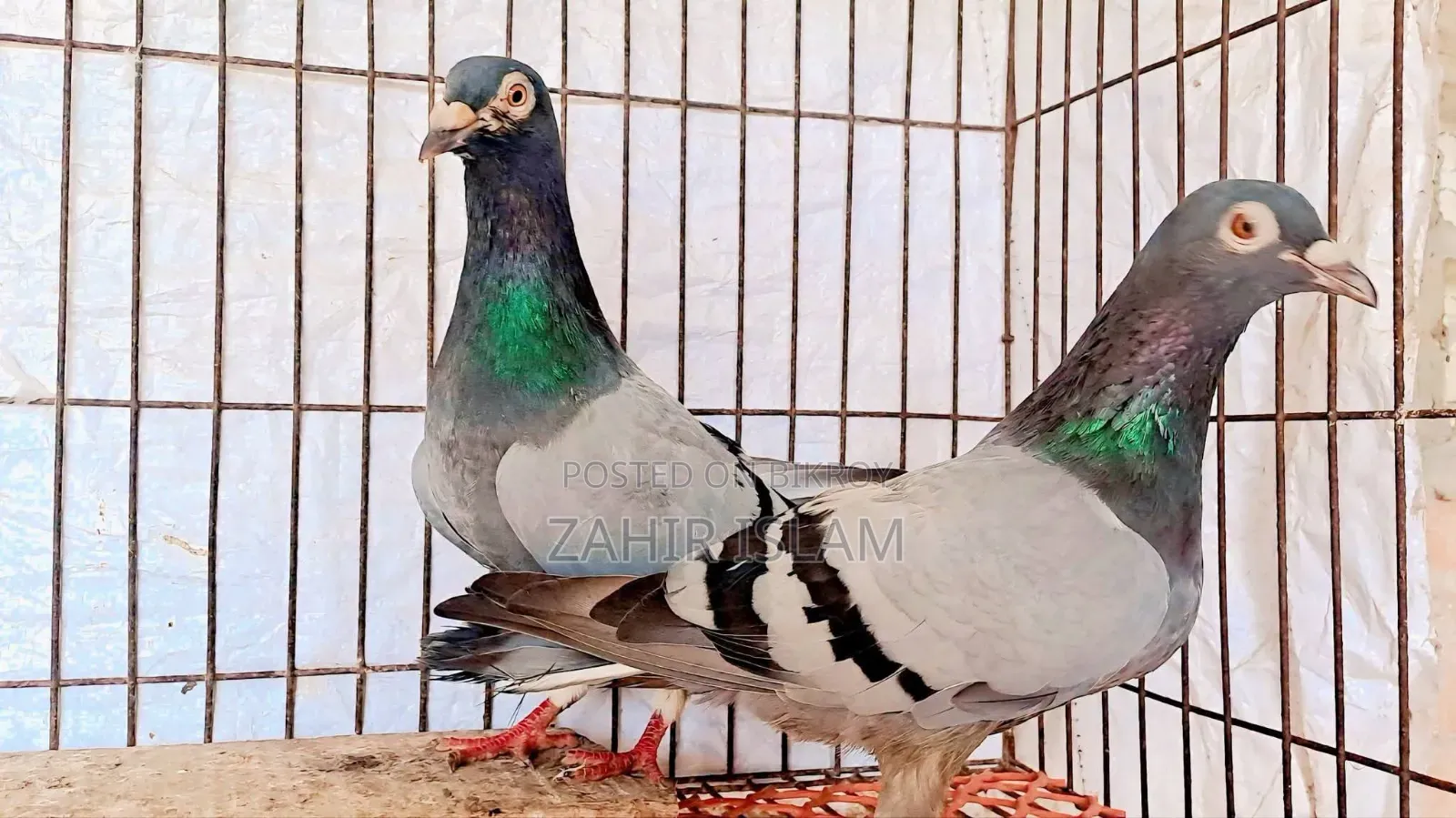 কবুতর বিক্রি করা হবে।