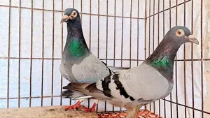 কবুতর বিক্রি করা হবে।