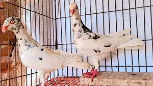 কবুতর বিক্রি করা হবে।