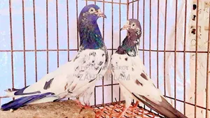 কবুতর বিক্রি করা হবে।