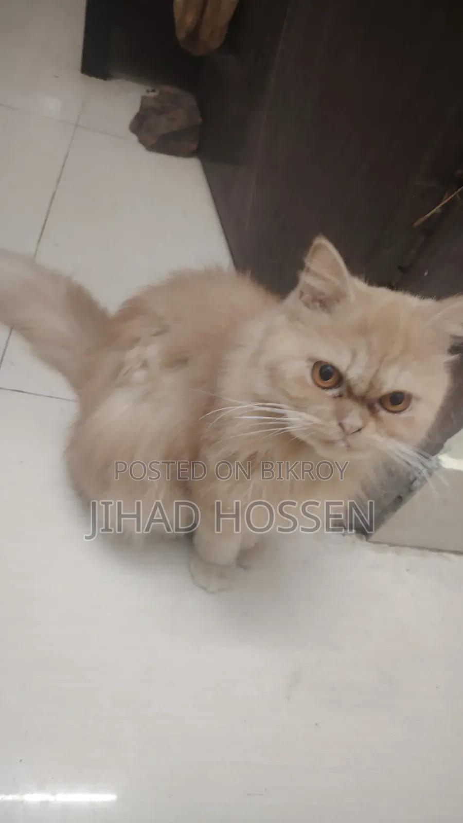 6-12 months Female Purebred Persian