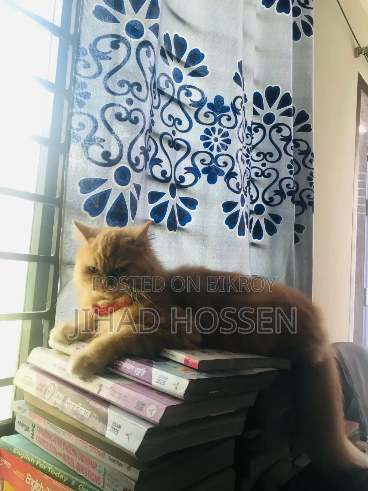 6-12 months Female Purebred Persian