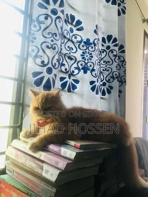 6-12 months Female Purebred Persian
