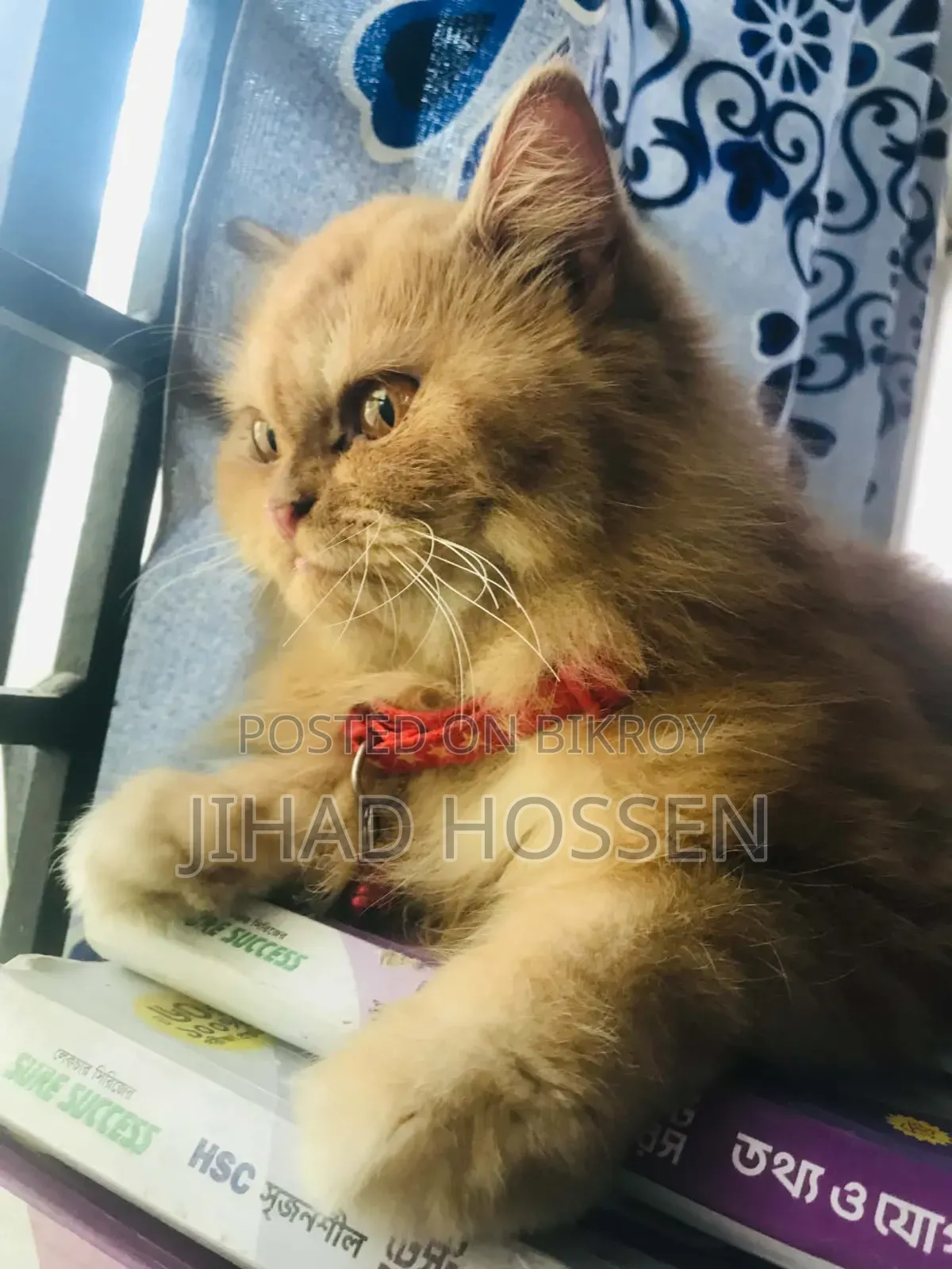 6-12 months Female Purebred Persian