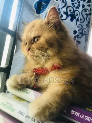 6-12 months Female Purebred Persian