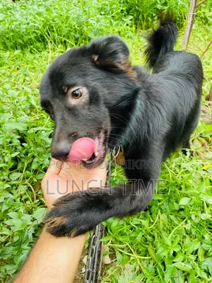6-12 months Male Mixed Breed Schipperke
