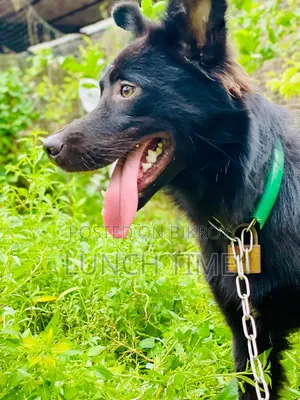 6-12 months Male Mixed Breed Schipperke