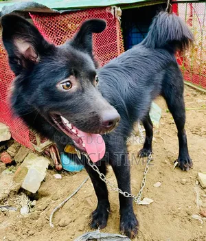 6-12 months Male Mixed Breed Schipperke