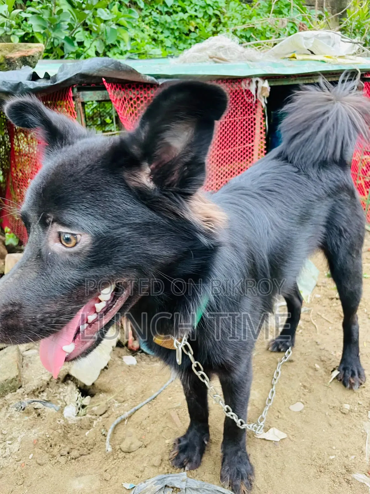 6-12 months Male Mixed Breed Schipperke