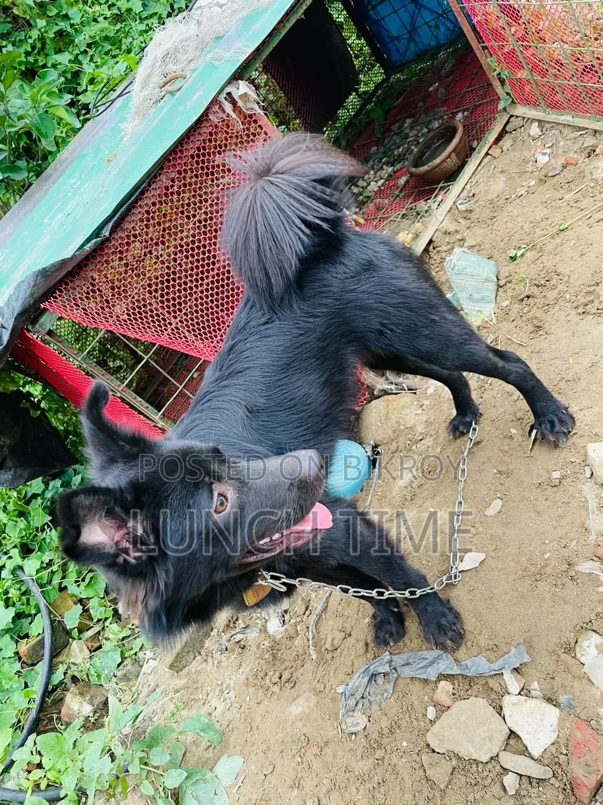 6-12 months Male Mixed Breed Schipperke