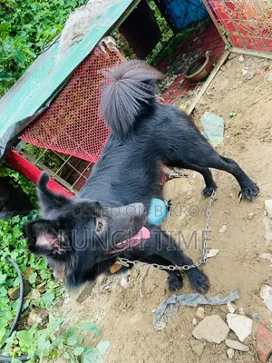 6-12 months Male Mixed Breed Schipperke