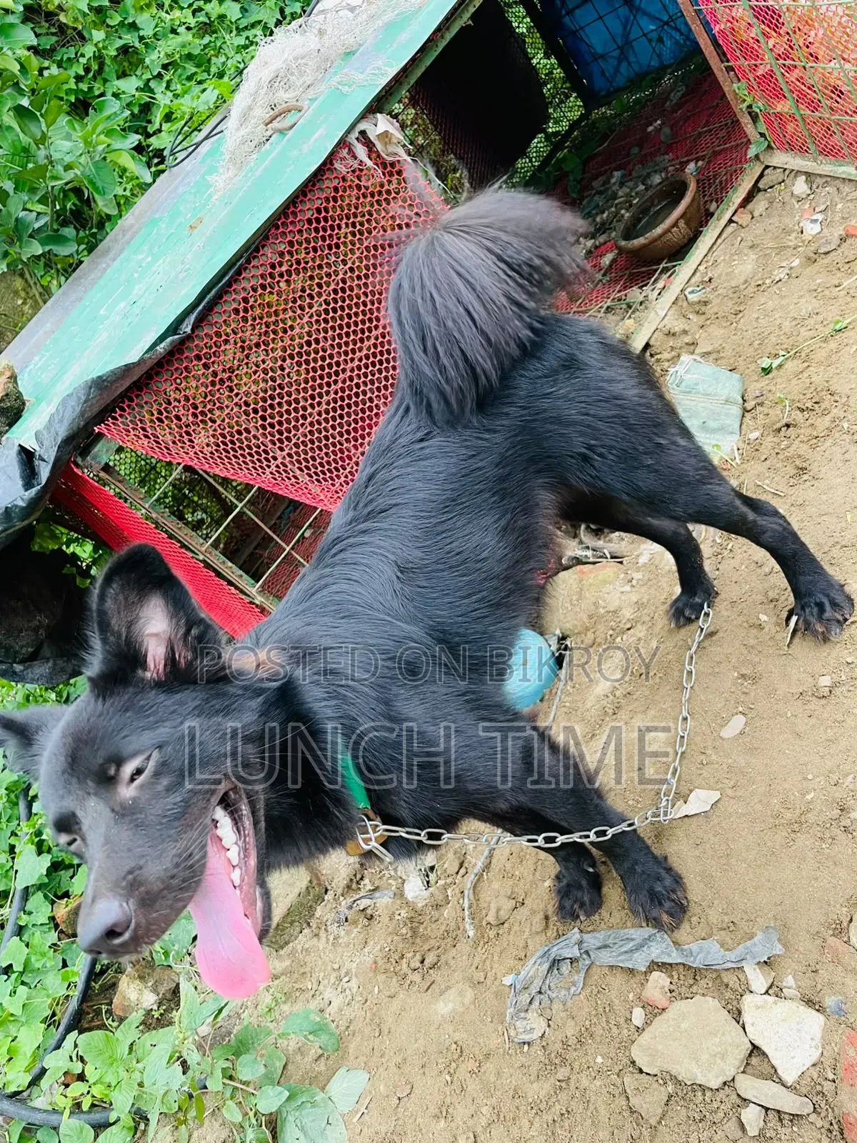 6-12 months Male Mixed Breed Schipperke