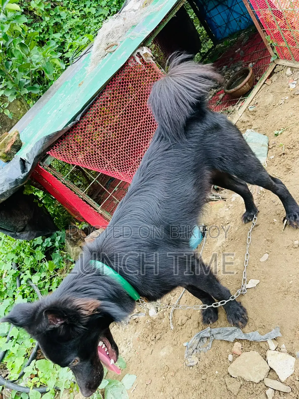 6-12 months Male Mixed Breed Schipperke