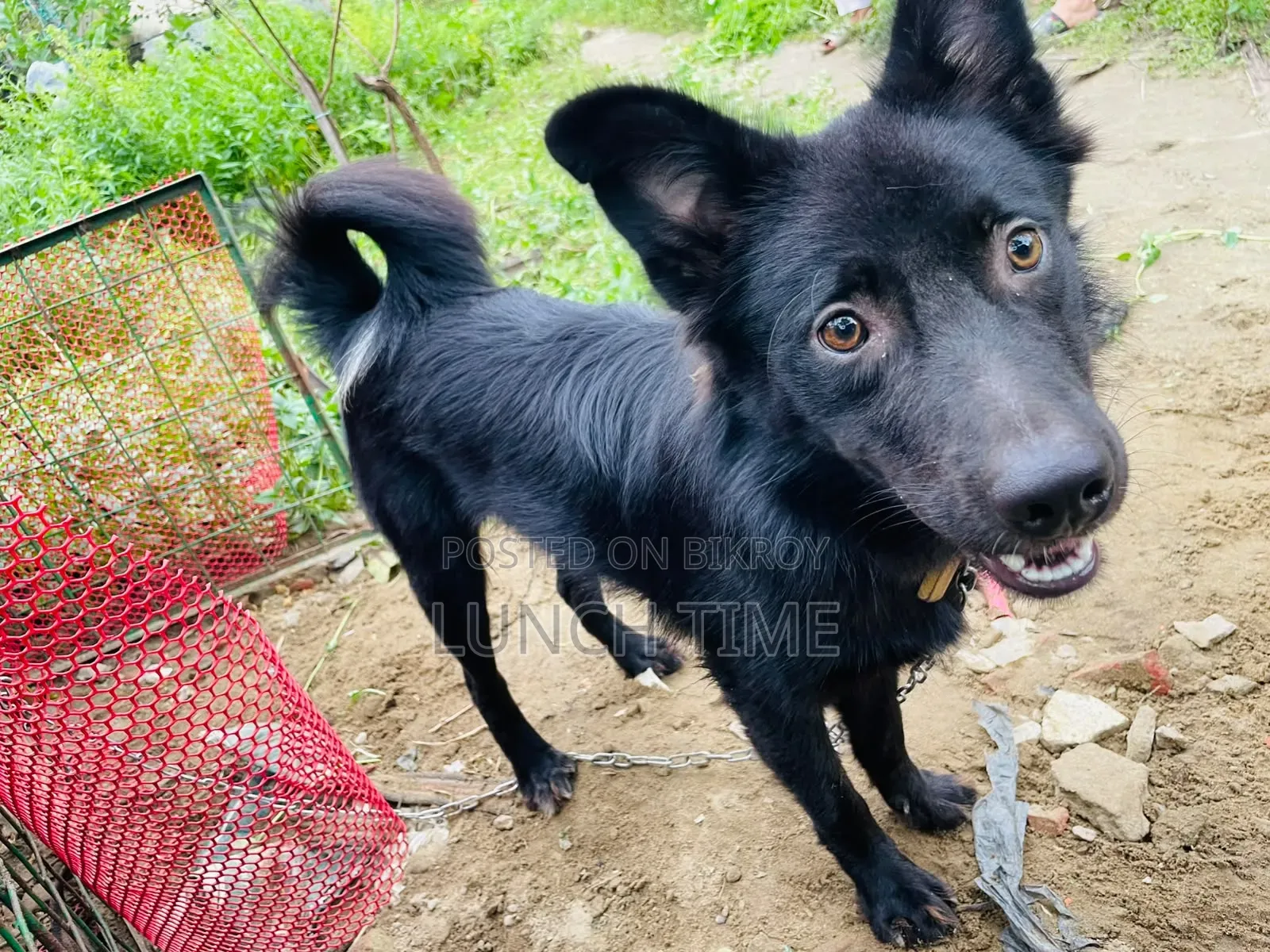 6-12 months Male Mixed Breed Schipperke
