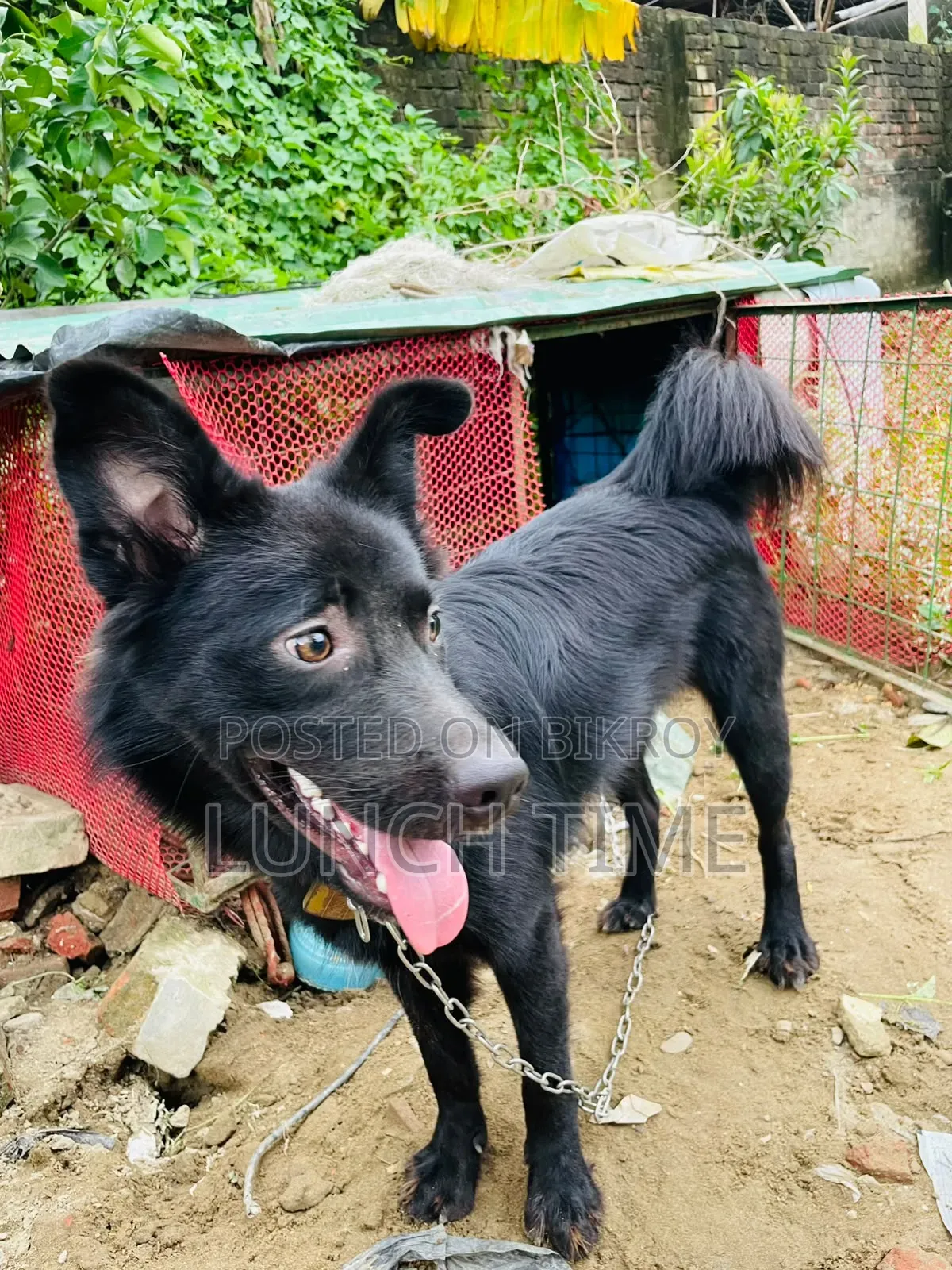 6-12 months Male Mixed Breed Schipperke