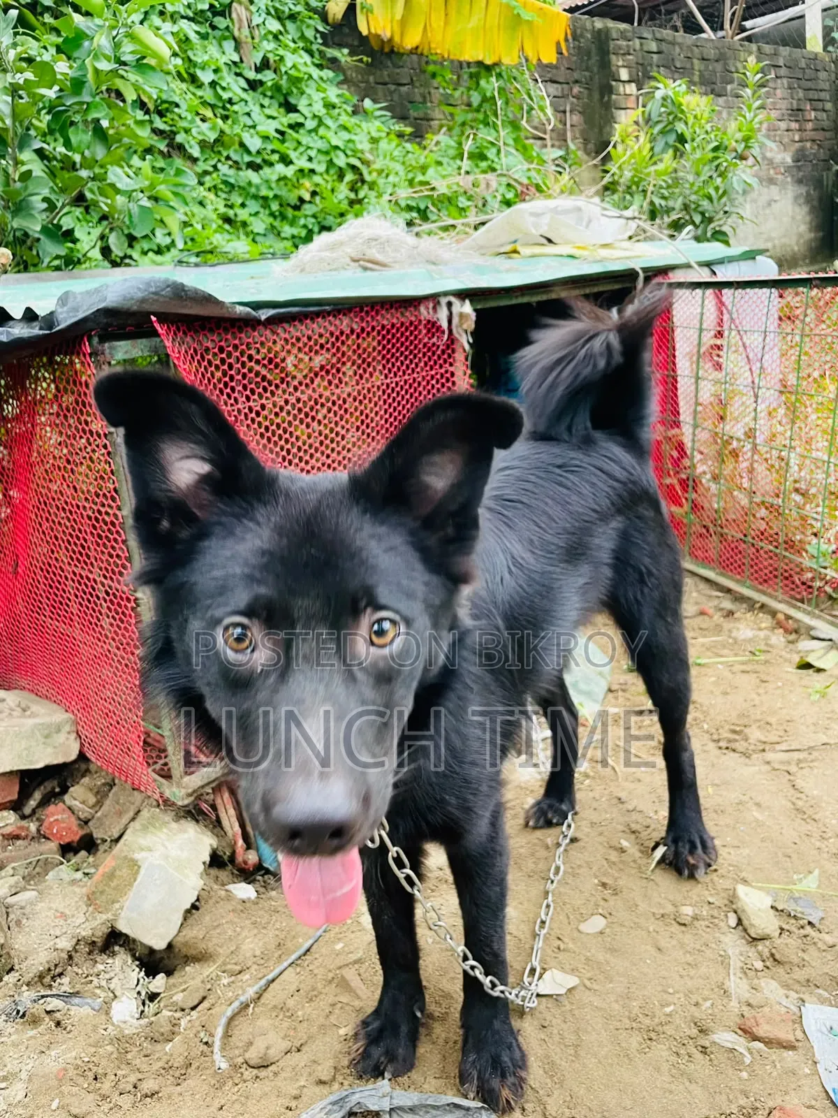 6-12 months Male Mixed Breed Schipperke