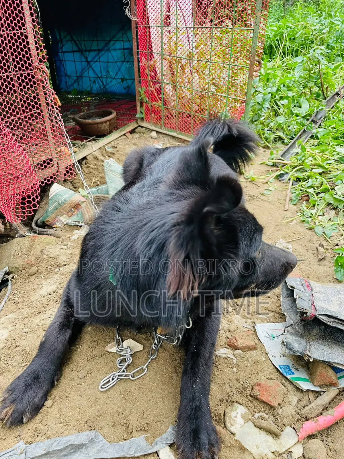 6-12 months Male Mixed Breed Schipperke