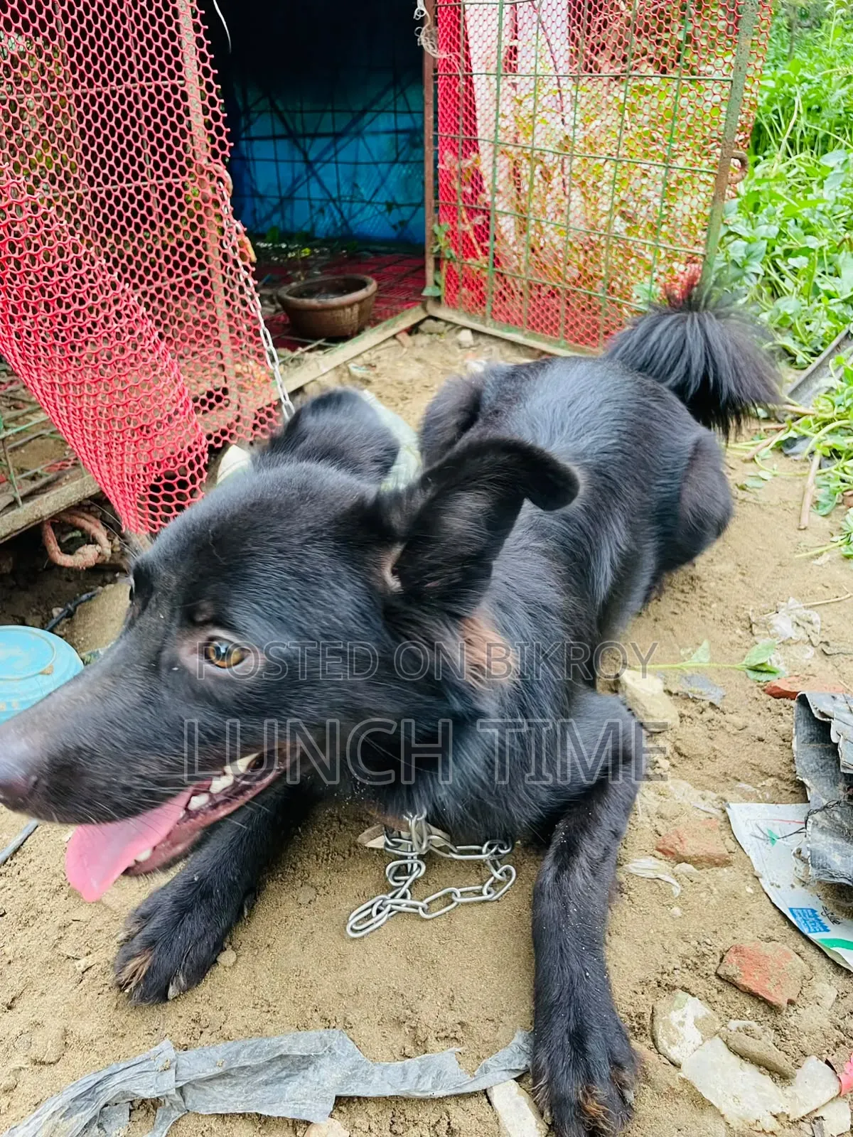 6-12 months Male Mixed Breed Schipperke