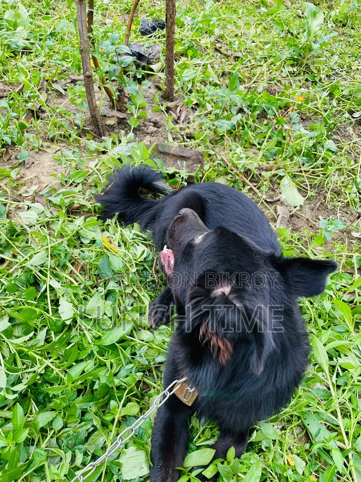 6-12 months Male Mixed Breed Schipperke