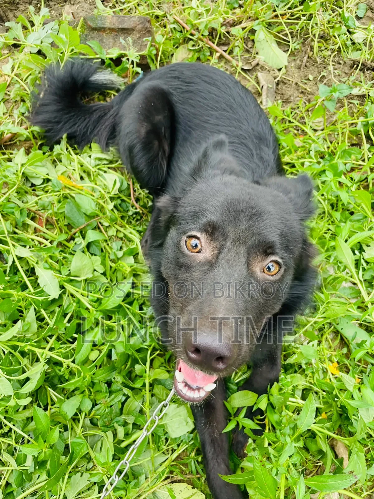 6-12 months Male Mixed Breed Schipperke