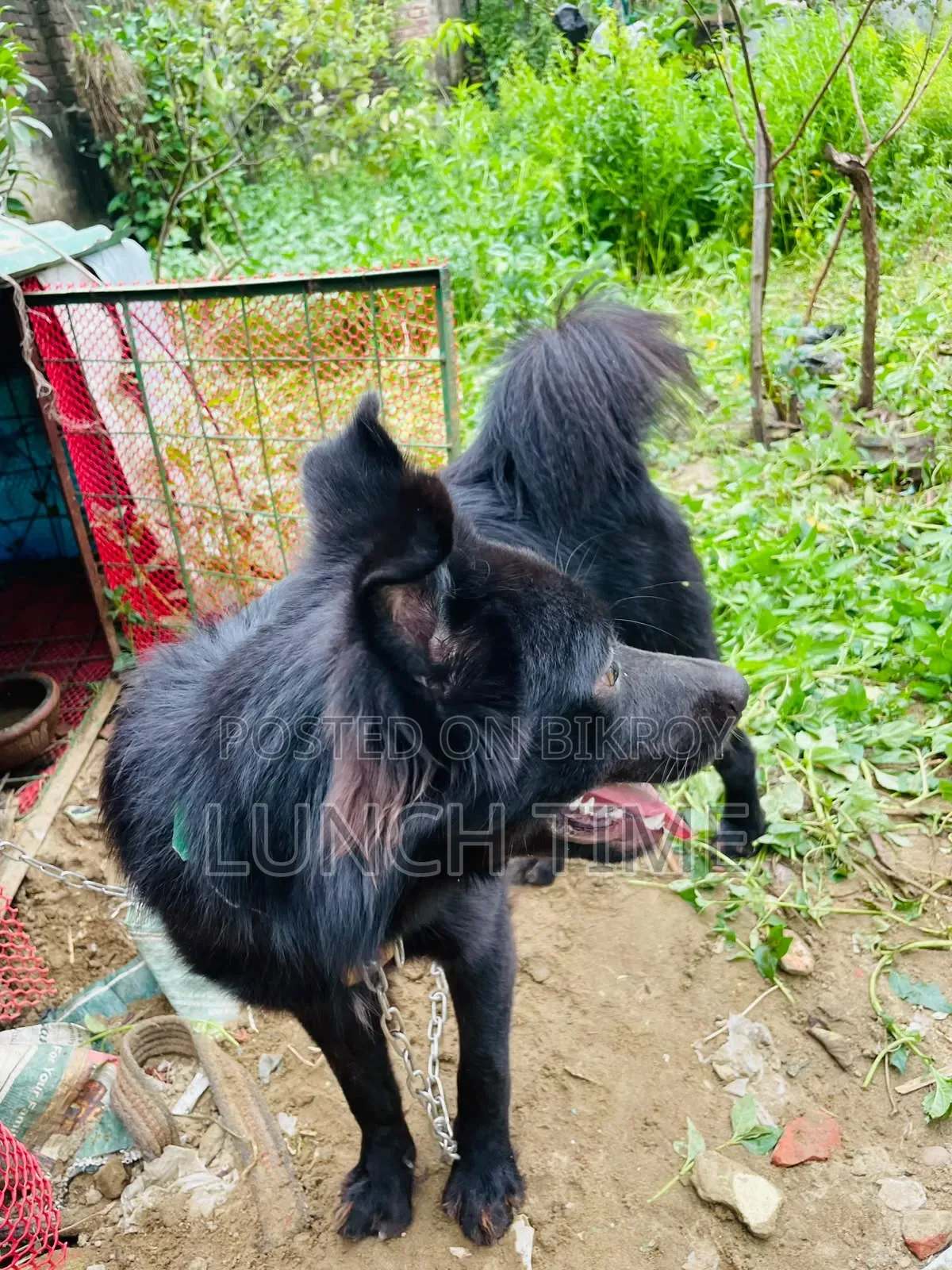 6-12 months Male Mixed Breed Schipperke