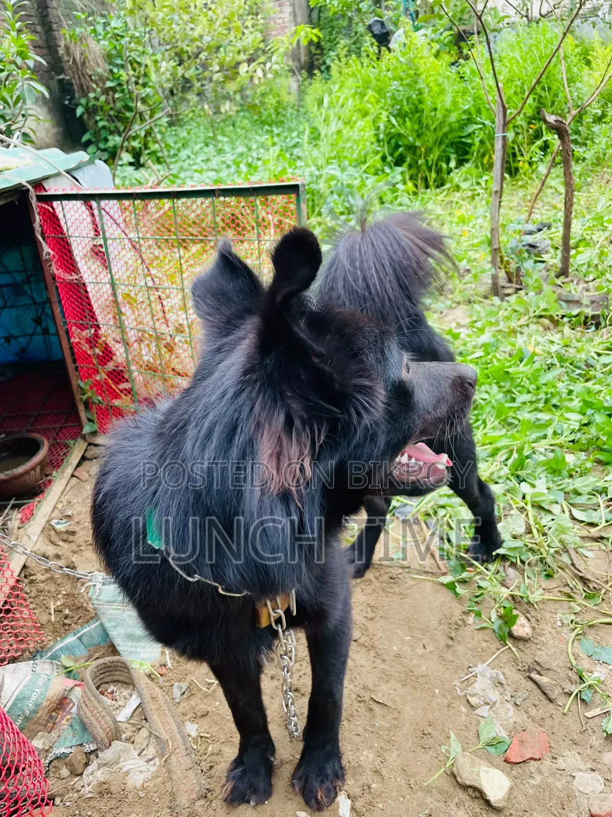 6-12 months Male Mixed Breed Schipperke