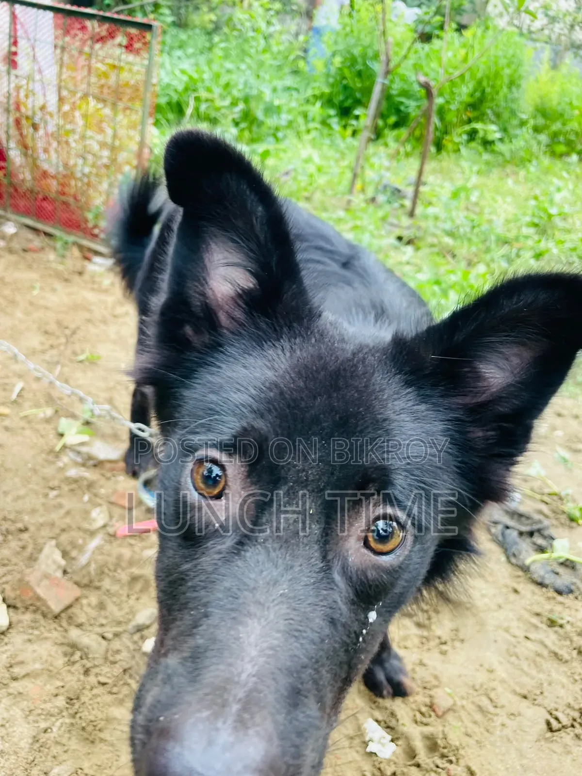 6-12 months Male Mixed Breed Schipperke