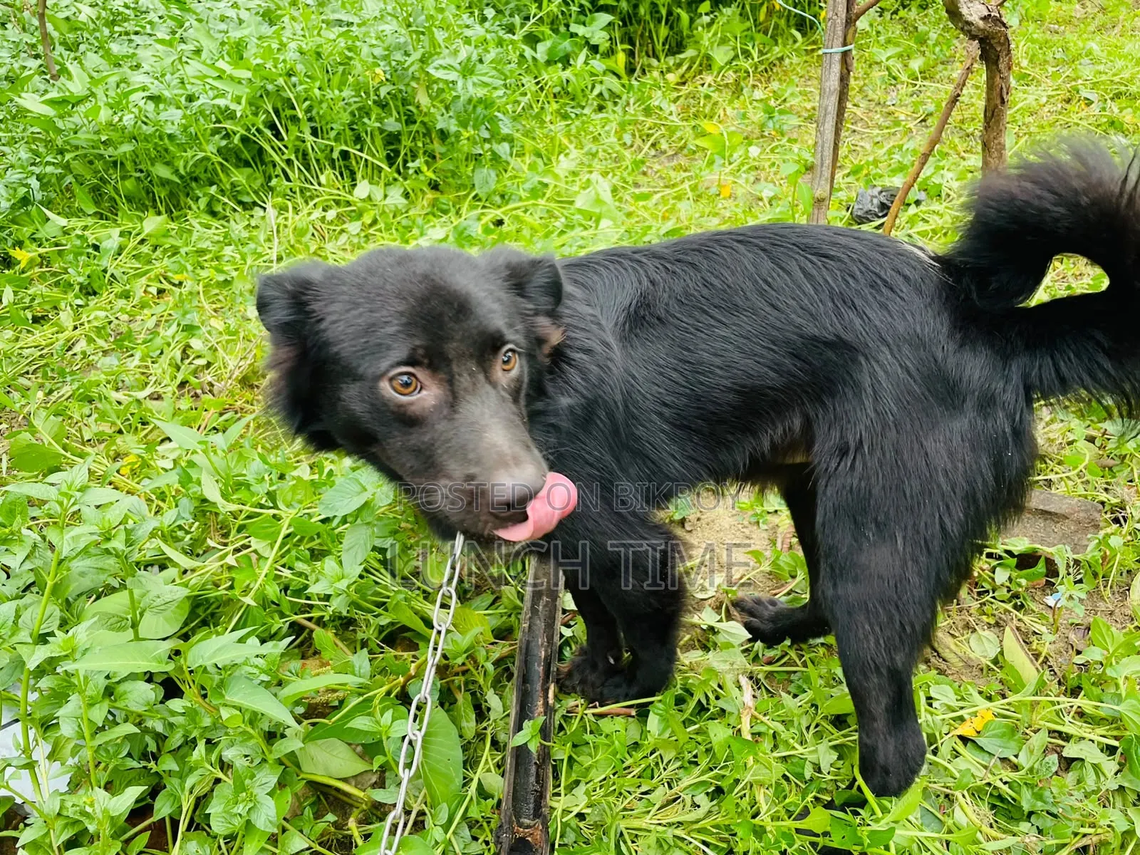 6-12 months Male Mixed Breed Schipperke